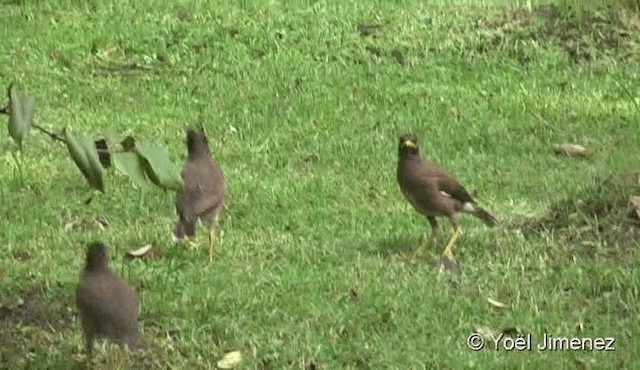 Common Myna - ML201082361