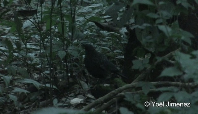 Blue Whistling-Thrush (Black-billed) - ML201082371