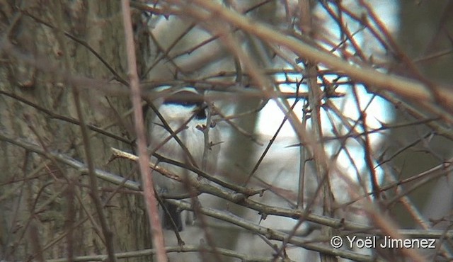 Willow Tit (Willow) - ML201082431