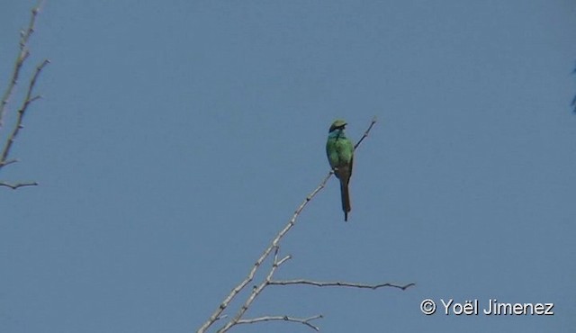 Abejaruco Esmeralda Árabe - ML201082611