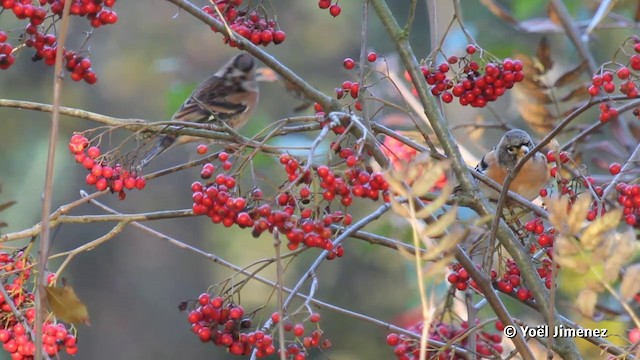 Brambling - ML201082701