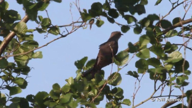 Common Cuckoo - ML201082821