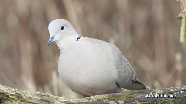 Eurasian Collared-Dove - ML201083031