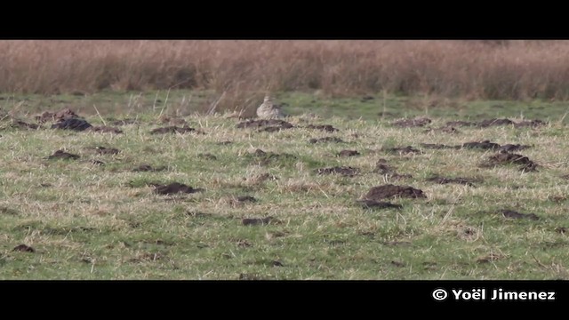 Little Bustard - ML201083051