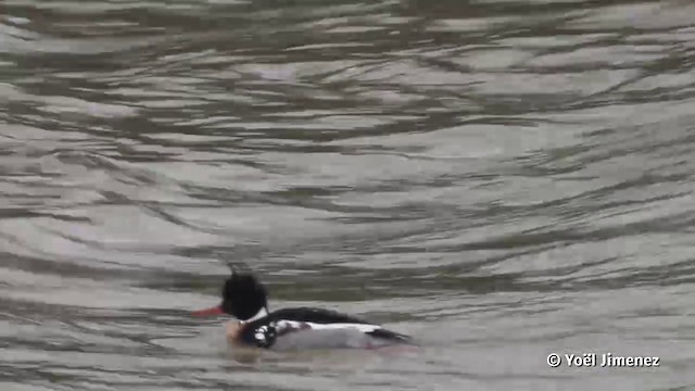 Red-breasted Merganser - ML201083071