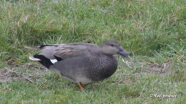 Canard chipeau - ML201083161