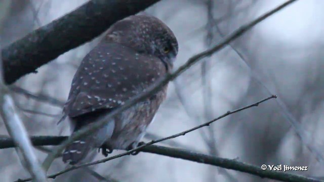 Eurasian Pygmy-Owl - ML201083241