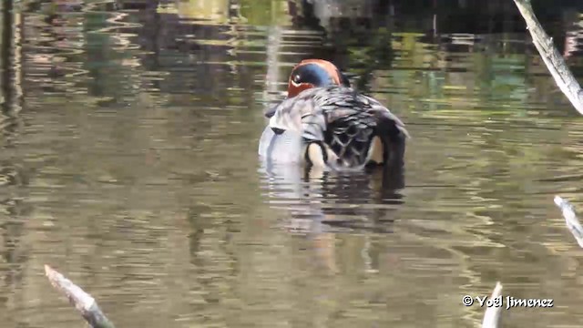 Green-winged Teal (Eurasian) - ML201083281