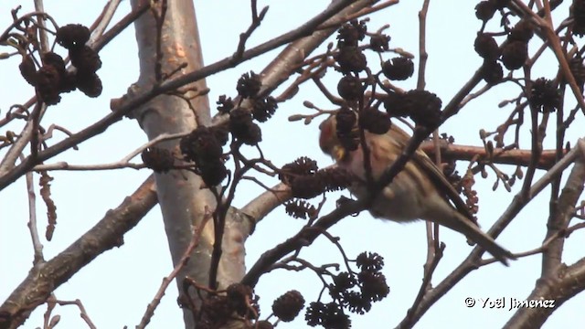 Lesser Redpoll - ML201083321