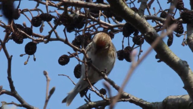 Common Redpoll (flammea) - ML201083331