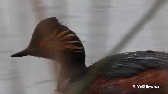 Eared Grebe - ML201083351