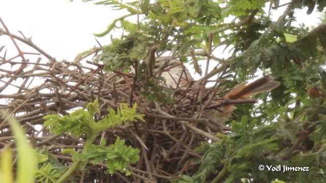 Necklaced Spinetail (La Libertad) - ML201083421