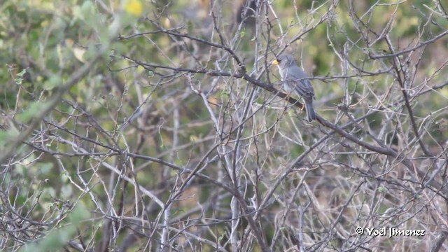 Cinereous Finch - ML201083451