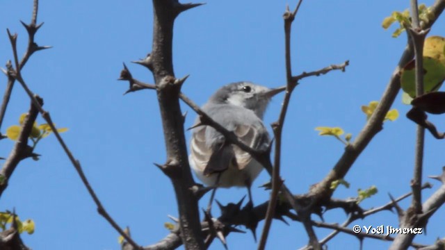 White-browed Gnatcatcher - ML201083461