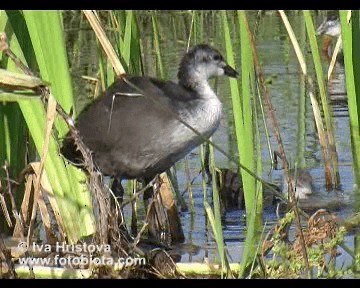 オオバン - ML201083471