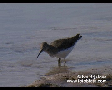 クサシギ - ML201083481