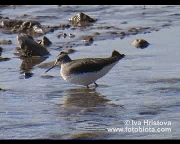 クサシギ - ML201083491