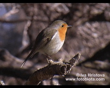 European Robin - ML201083521