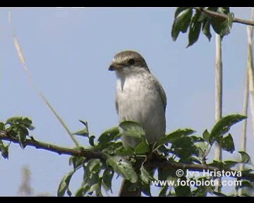 セアカモズ - ML201083531