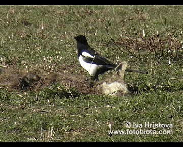 Eurasian Magpie (Eurasian) - ML201083541