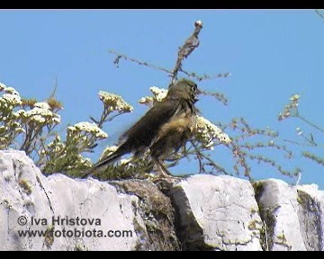 Ortolan Bunting - ML201083551