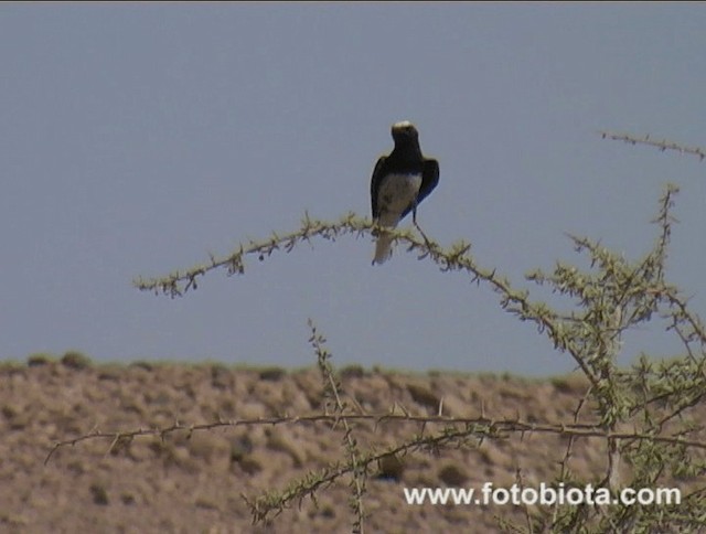 Hooded Wheatear - ML201083571