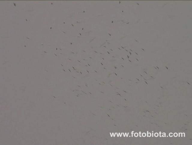 Levant Sparrowhawk - ML201083581