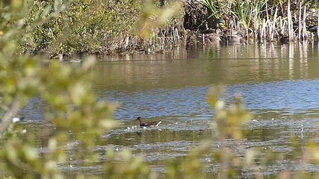 Mallard - ML201083761