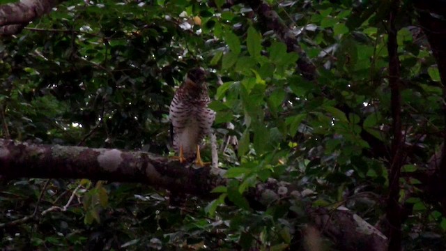 Collared Forest-Falcon - ML201083891