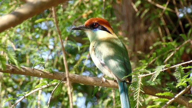 Kızıl Tepeli Motmot - ML201083921