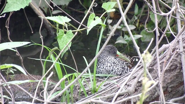 Spotted Rail - ML201083931