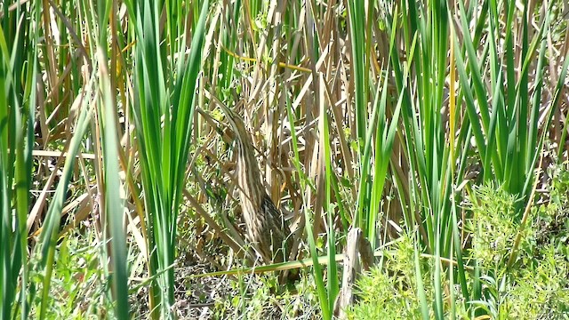 American Bittern - ML201083951