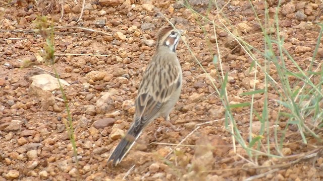 Lark Sparrow - ML201083961