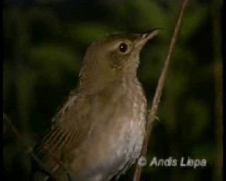 River Warbler - ML201084041