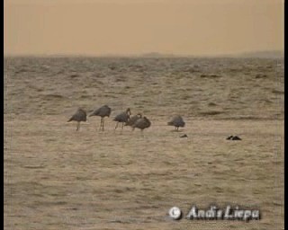 Flamant rose - ML201084161