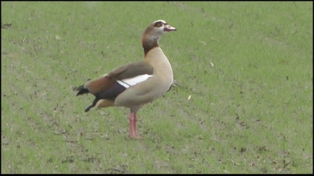 Egyptian Goose - ML201084171