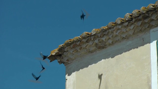 Common Swift - ML201084221