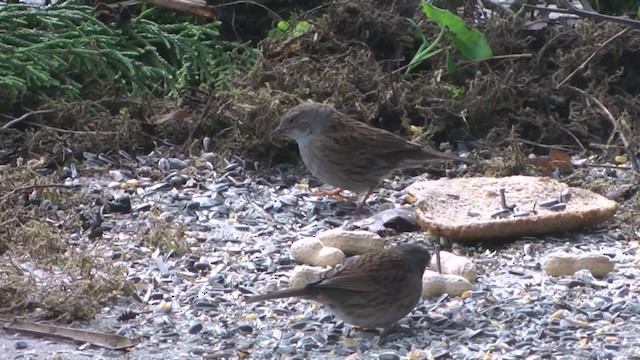 ヨーロッパカヤクグリ - ML201084261
