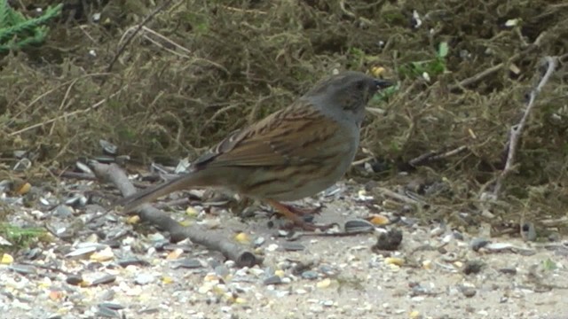 ヨーロッパカヤクグリ - ML201084301