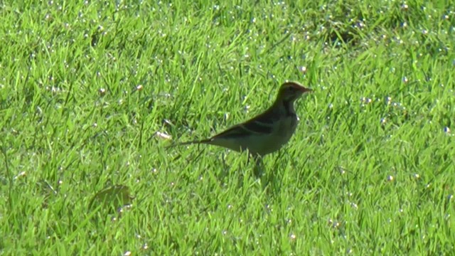 Western Yellow Wagtail - ML201084551