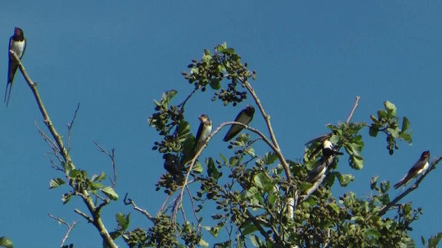 Barn Swallow (White-bellied) - ML201084561