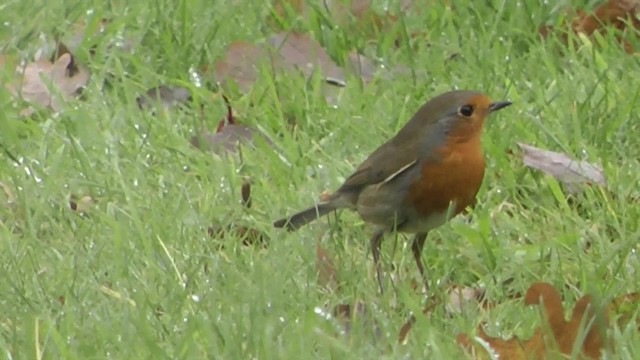 European Robin - ML201084621