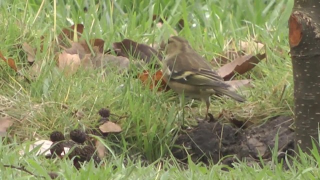 Common Chaffinch - ML201084651