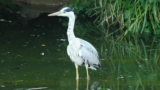 Gray Heron - ML201084661