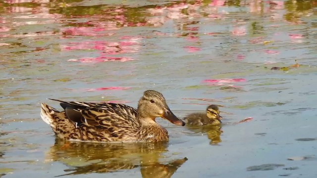 Зэрлэг нугас - ML201084681