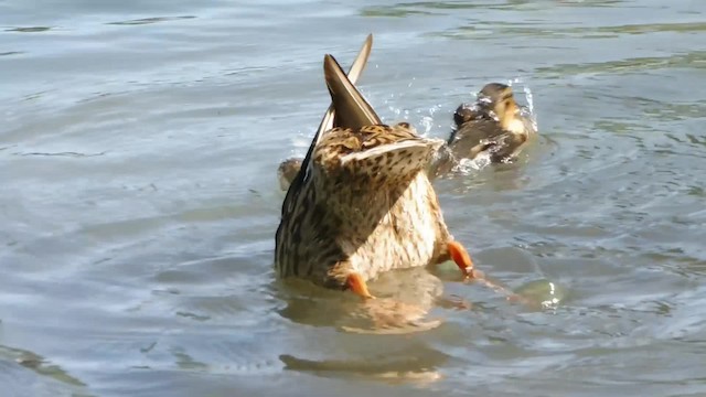 Зэрлэг нугас - ML201084691