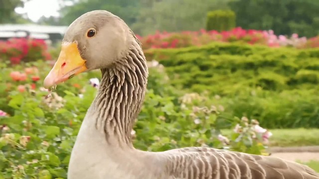 Graylag Goose - ML201084701