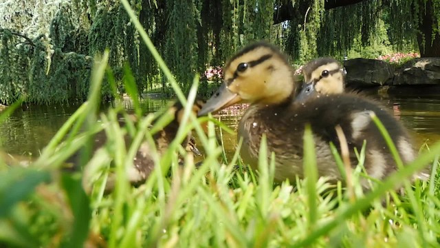 Зэрлэг нугас - ML201084711