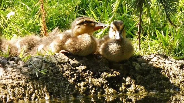 Зэрлэг нугас - ML201084721