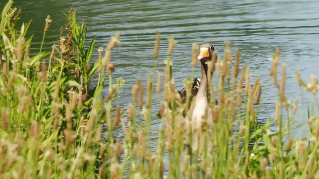 Graylag Goose - ML201084731